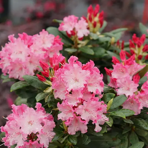 Rhododendron Dandy Man Color Wheel