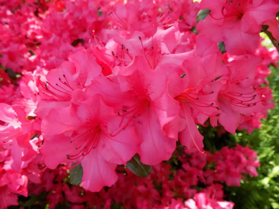 Azalea Girard's Rose