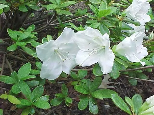 Azalea Pleasant