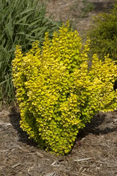 Barberry Gold Pillar Sunjoy