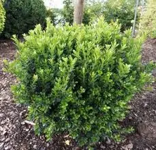 Boxwood Baby Jade