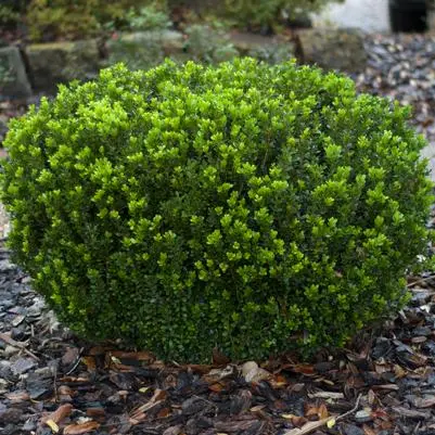 Boxwood Baby Gem