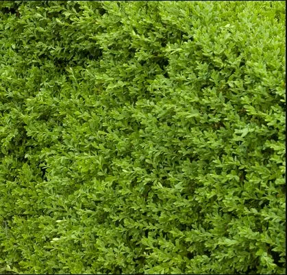 Boxwood Wintergreen