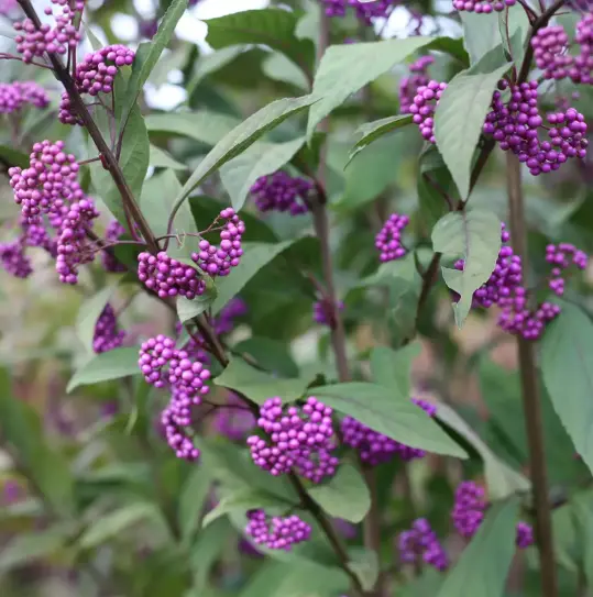 Beautyberry Purple Pearls