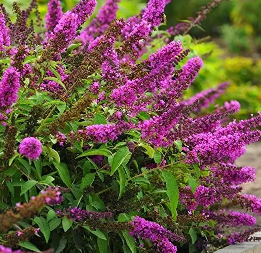Butterfly Bush Tutti Fruitti