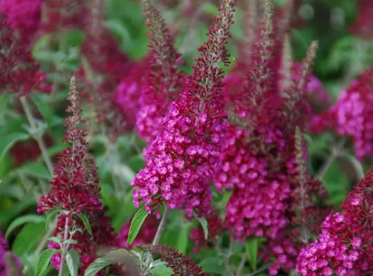 Butterfly Bush Cranrazz