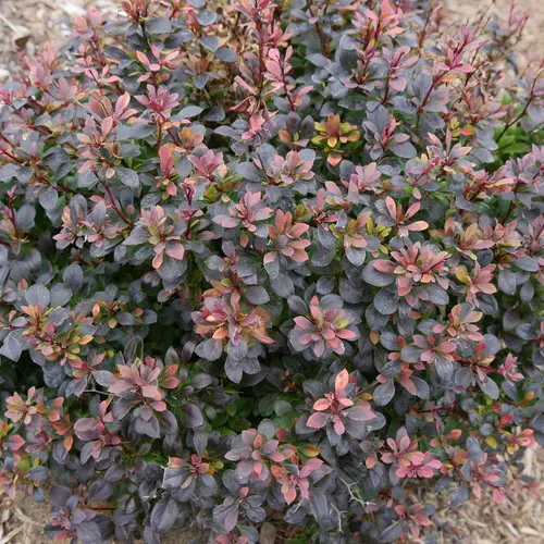 Barberry Sunjoy Todo