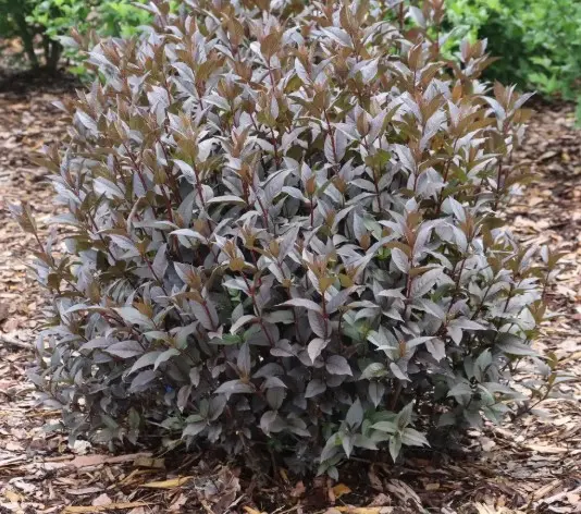 Diervilla Kodiak Jet Black