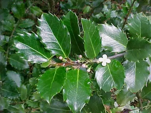 Holly Blue Prince