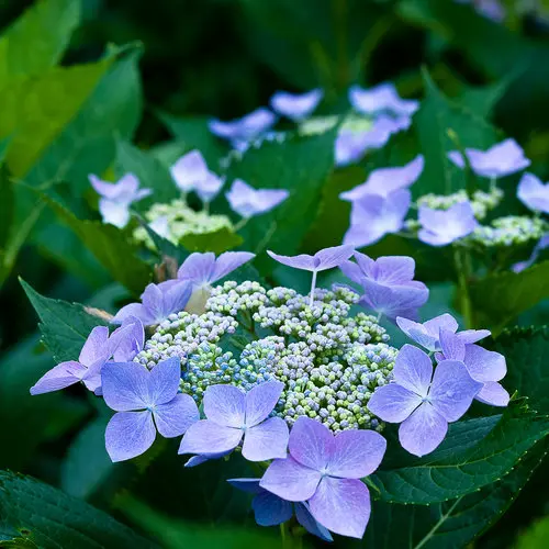 Hydrangea Lets Dance Starlight