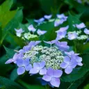 Hydrangea Lets Dance Starlight