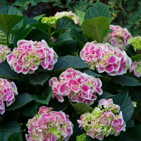 Hydrangea Edgy Hearts