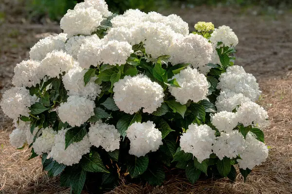 Hydrangea Dreamcloud