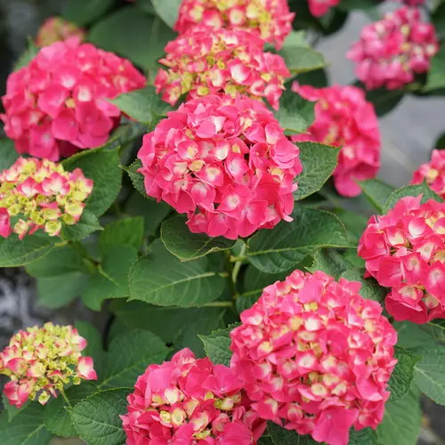 Hydrangea Bigleaf Wee Bit Giddy
