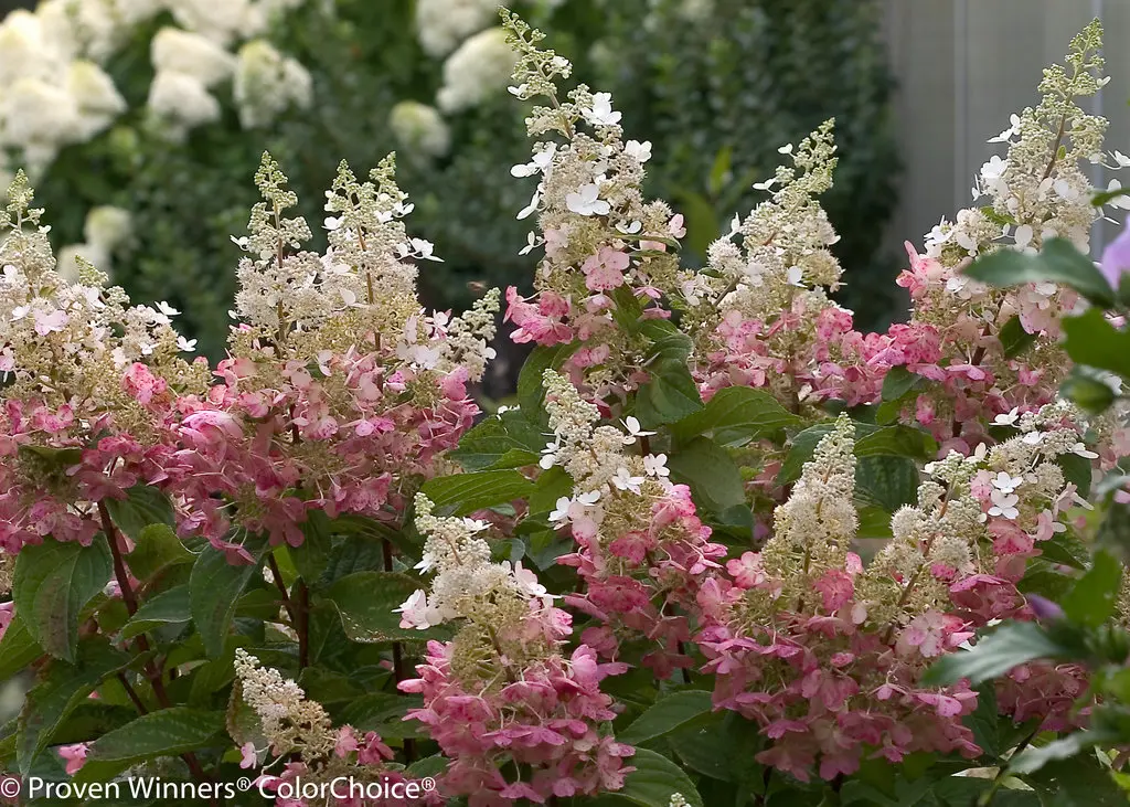 Hydrangea Pinky Winky