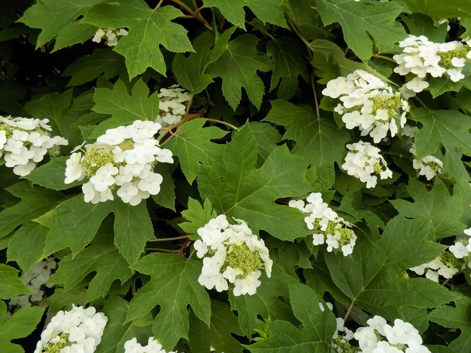 Hydrangea Oakleaf