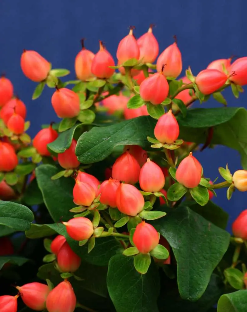 Hypericum Pumpkin