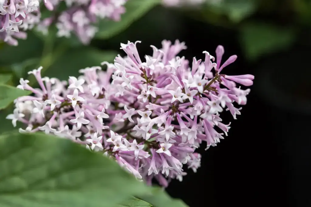 Lilac Little Lady