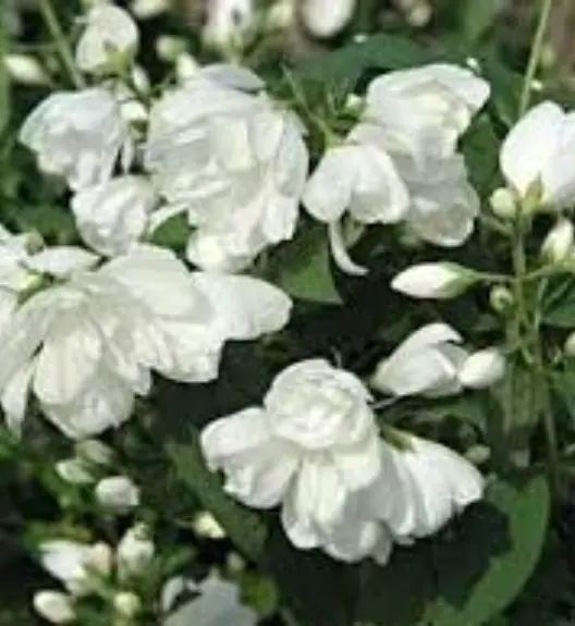 Mockorange Snowbelle