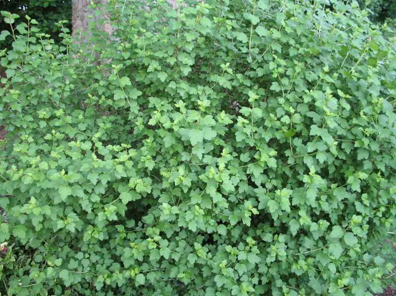 Currant Green Mound