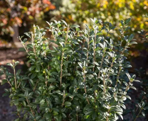 Privet Straight Talk