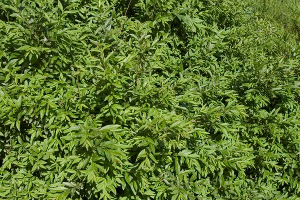 Privet Lodense