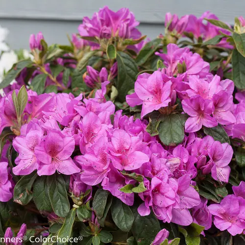 Azalea Lavender Bloom-a-thon