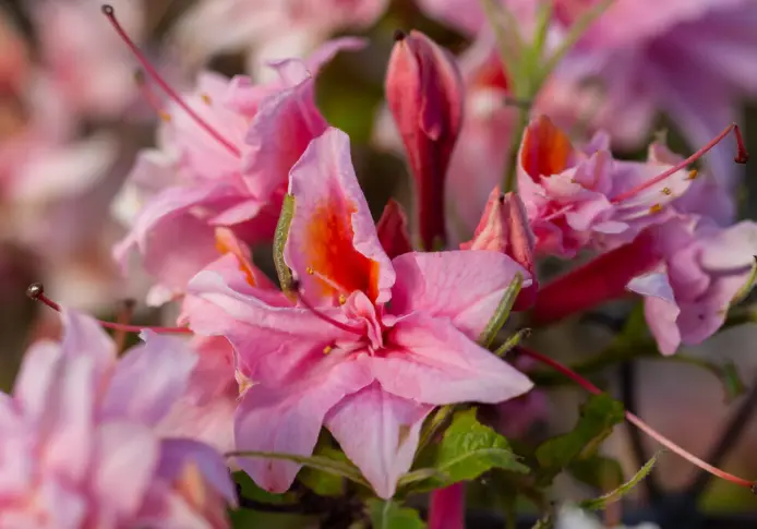 Azalea Double Pink Electric Lights