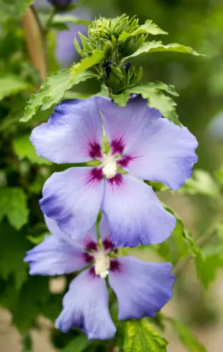 Rose of Sharon Hawaii