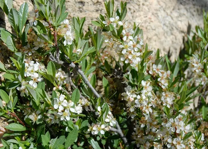 Sandcherry Pawnee Buttes