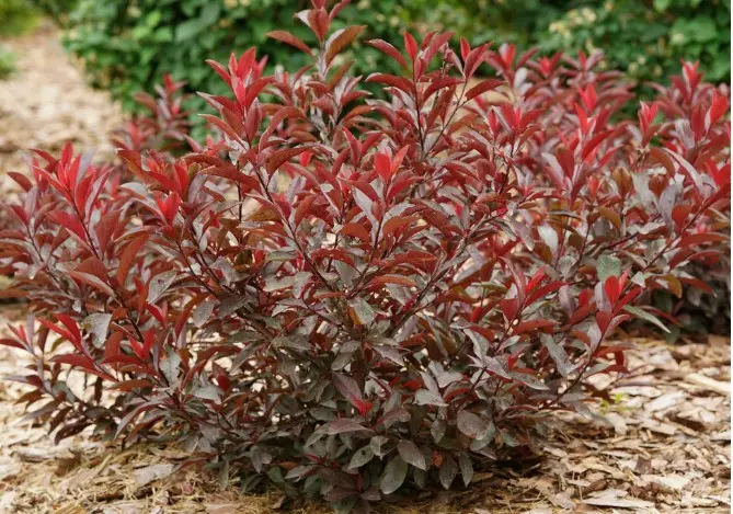 Sand Cherry Stay Classy