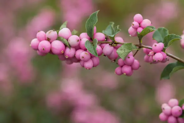 Coralberry Candy