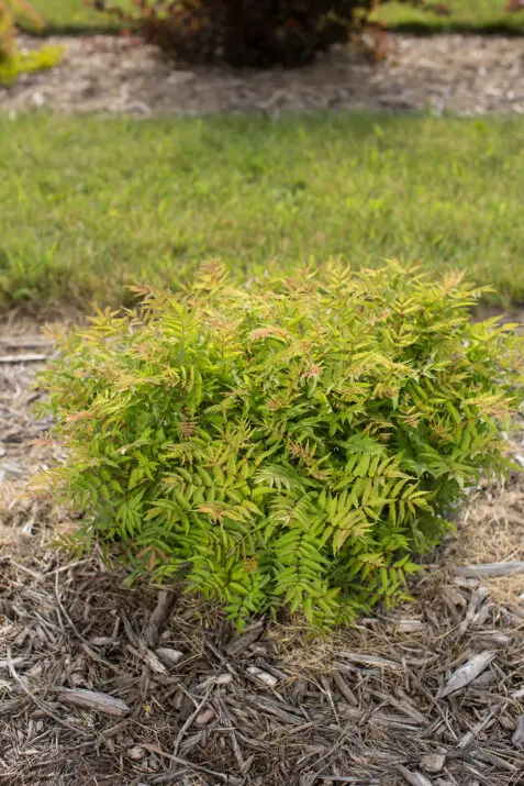 Grimm's Gardens Spirea Ash Leaf Matcha Ball