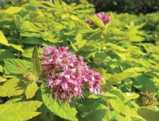 Spirea Golden Kupcake