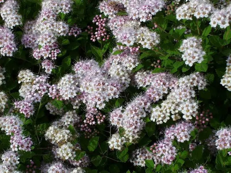 Spirea Little Princess