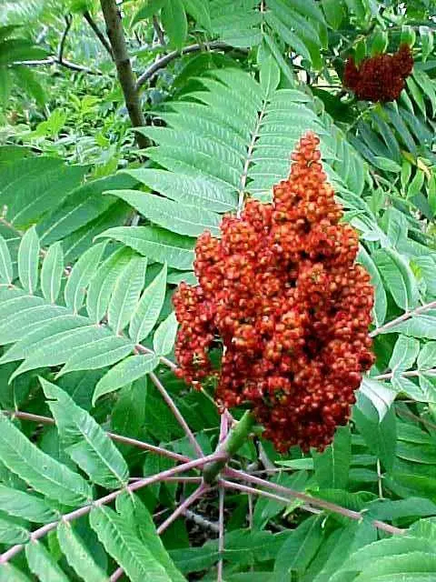 Sumac Smooth