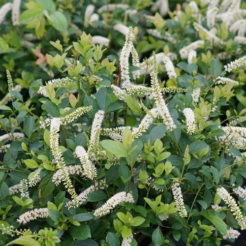 Sweetspire Scentlandia