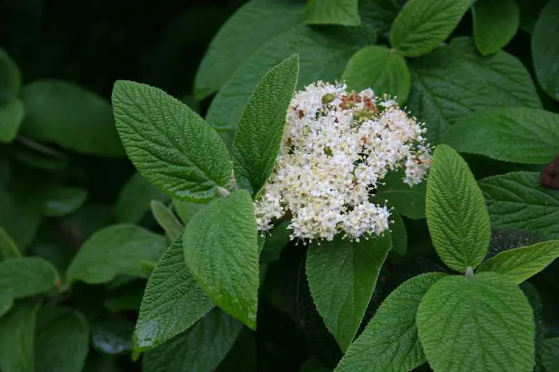Vibernum Leatherleaf