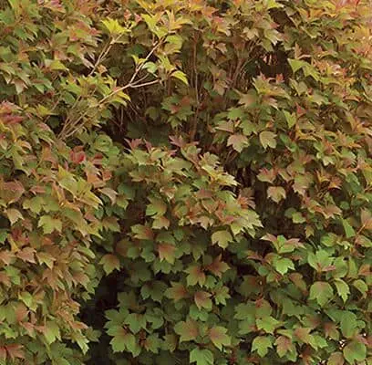 Viburnum Dwarf Cranberry