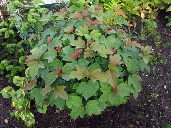 Viburnum European Cranberry Bush