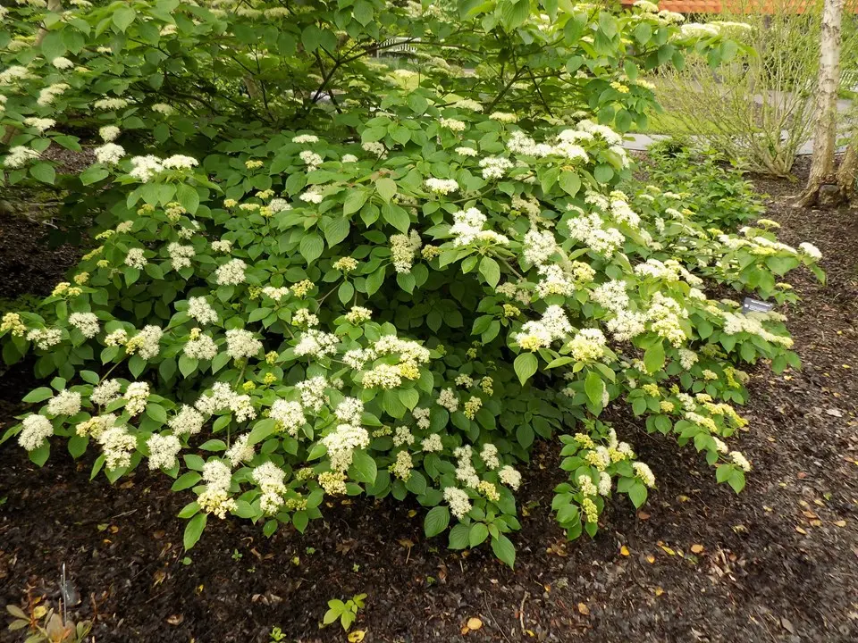 Viburnum Winterthur