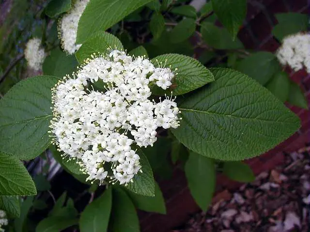 Viburnum Mohican