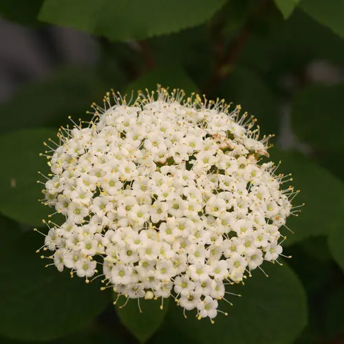Viburnum Red Ballon