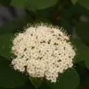 Viburnum Red Ballon