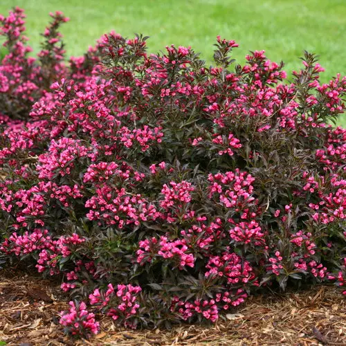 Weigela Spilled Wine