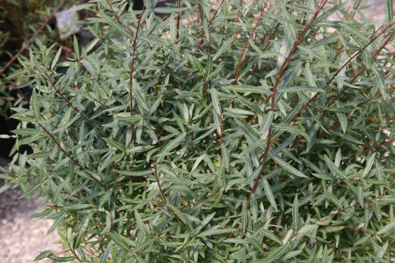Willow Dwarf Purple