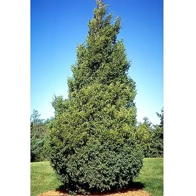 Juniper Hetz Columnar