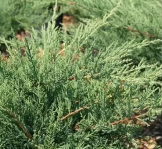 Juniper Kallay's Compact