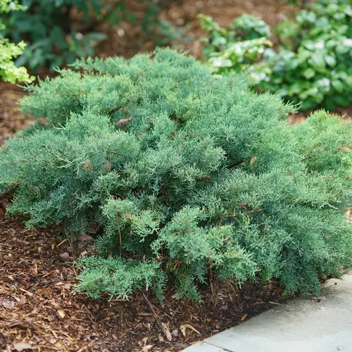 Juniper Montana Moss