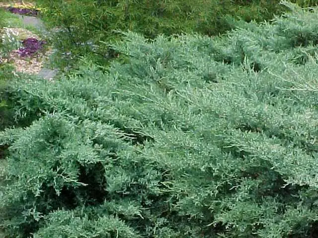 Juniper Grey Owl